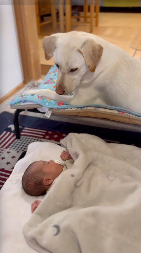 眠っている赤ちゃんの顔を覗く犬