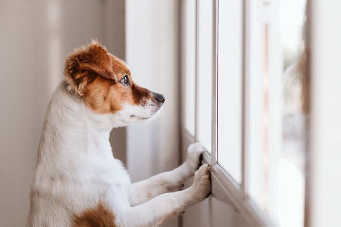 外を見る犬