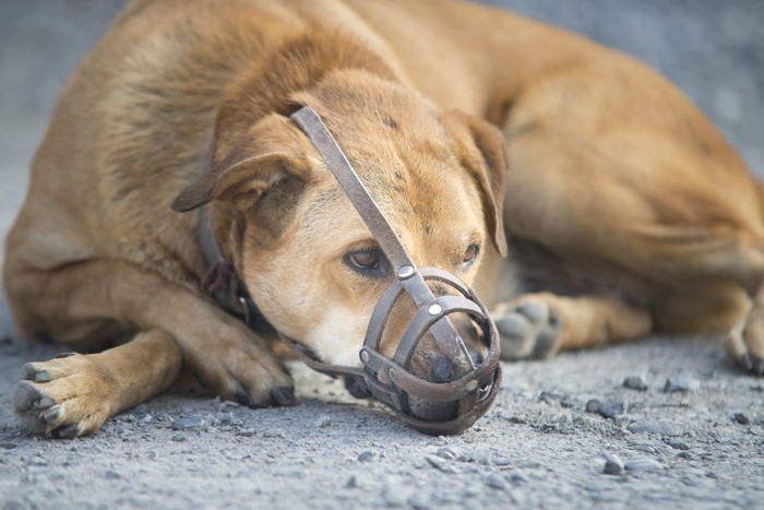 口輪をされた犬