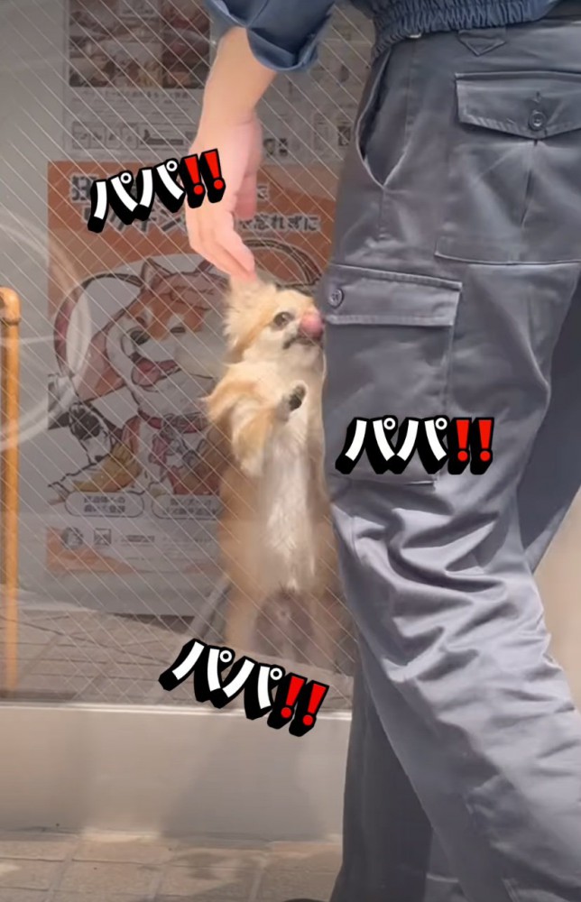 嬉しそうな犬2