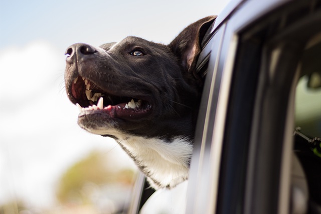 車から犬