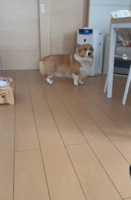後ずさりする犬2