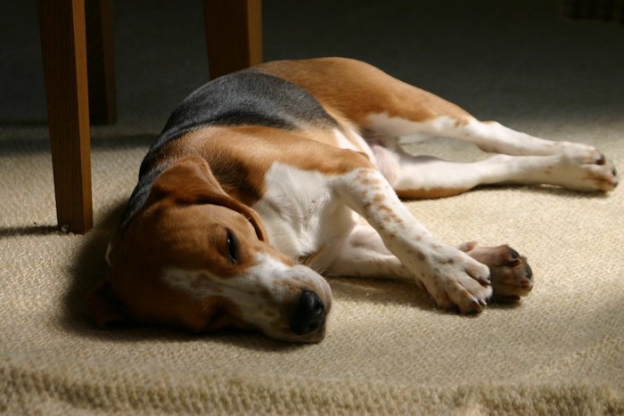 カーペットの上で横になって眠る犬