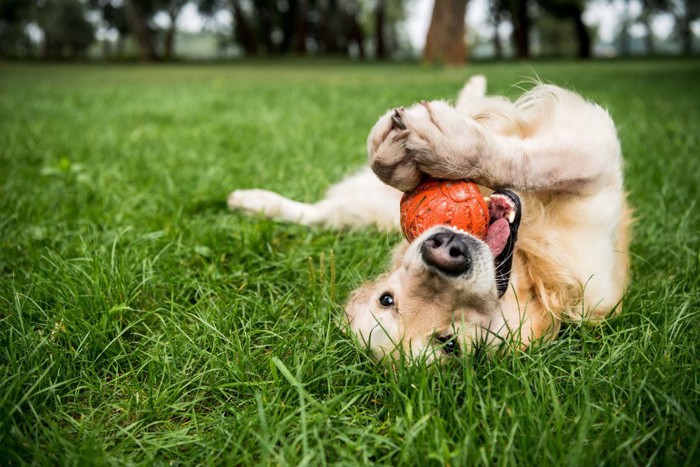 selective-focus-of-golden-retriever-dog-playing-with-rubber-ball-on-green-lawn