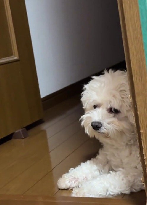 親父かな？