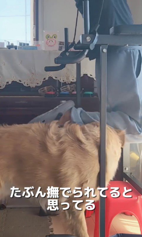 筋トレ中の飼い主さんとおさる君7