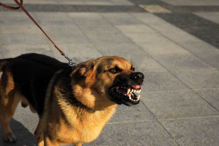 不安な気持ちで怒る犬