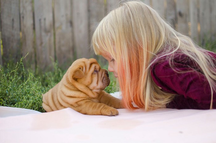 見つめ合う女の子とシャーペイの子犬