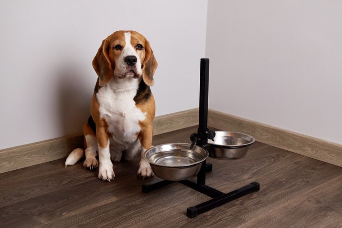 食器とビーグル