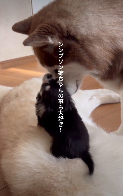 ふわふわな体が大好き