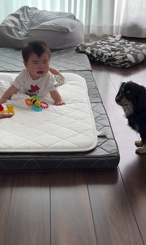 赤ちゃんとワンちゃんの初対面2