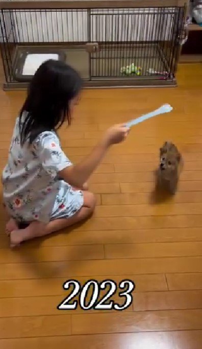 待てを教えるさくらちゃん