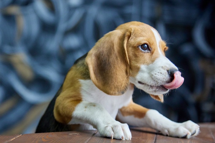 テーブルに足をかけて口元を舐めている犬