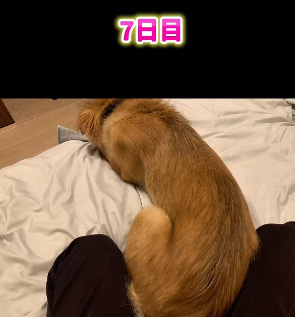 お尻を付けて眠るラッキーくん