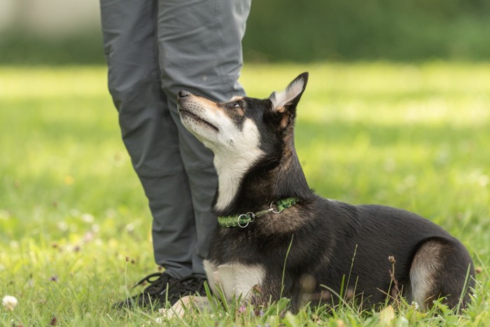 足元に伏せて見上げる犬