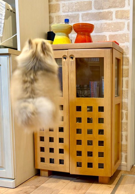 ジャンプする小型犬