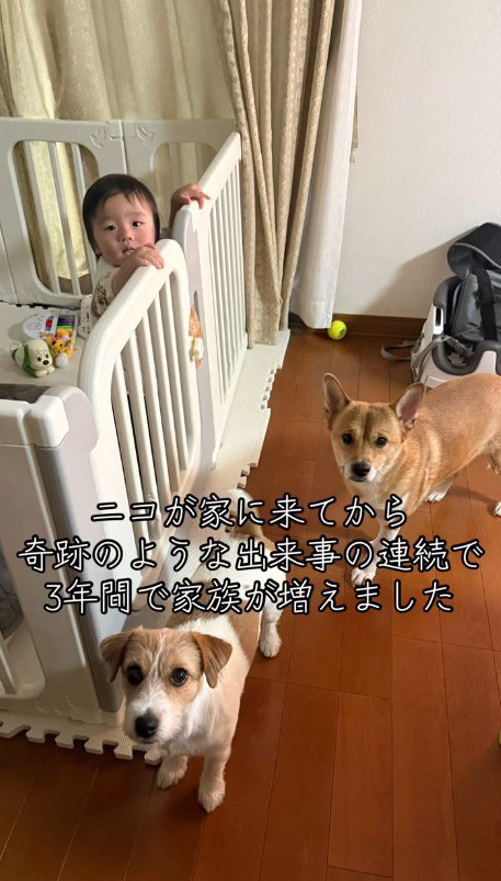 赤ちゃんのそばに立つ2頭の犬
