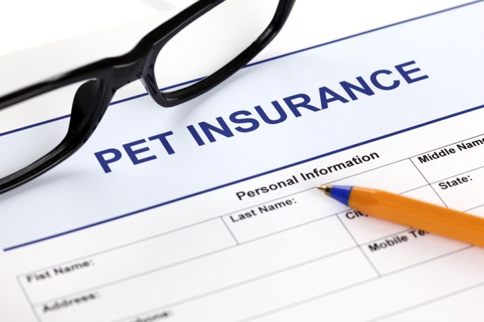 pet insurance