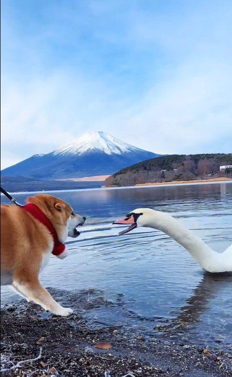 ゴン太くんVS白鳥3