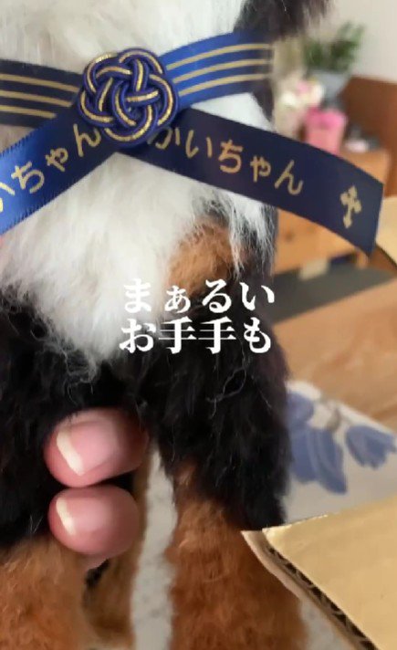 大好きな丸い前足も…