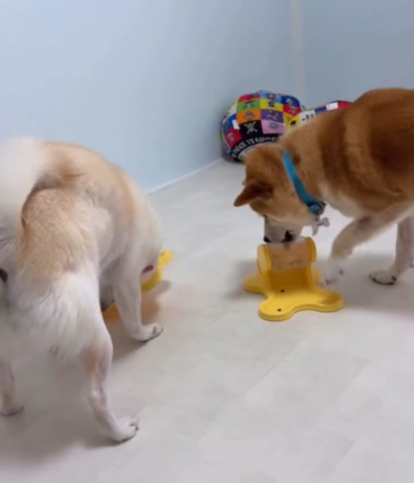 おもちゃを触る2匹の犬2