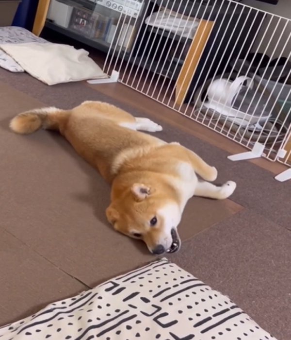 はしゃぐ犬