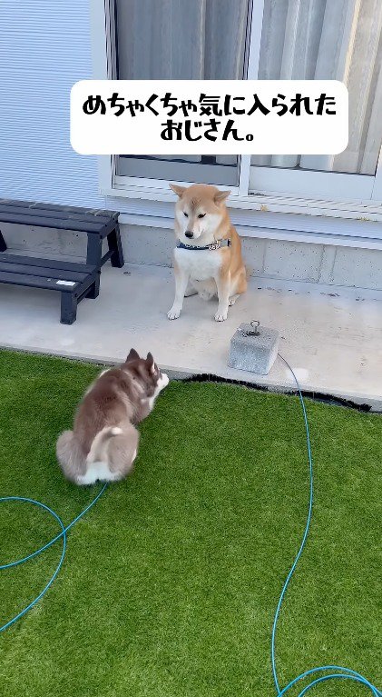 伏せをするハスキー犬の赤ちゃんを見つめる柴犬