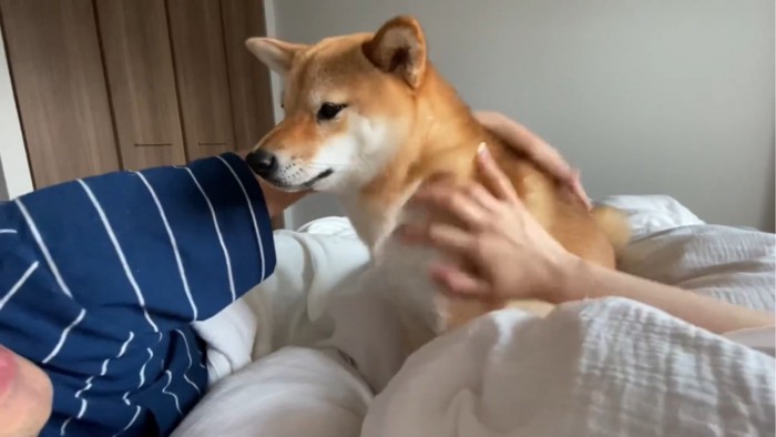 撫でられる犬