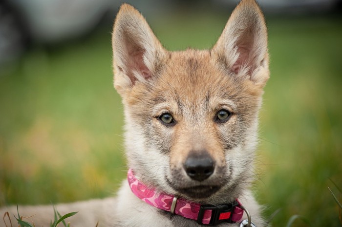 ウルフドッグの子犬の顔のアップ