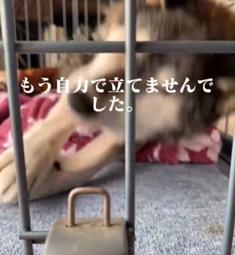 立ちあがろうとする犬