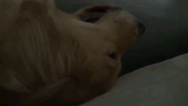 寝る犬