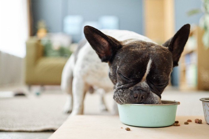 ご飯を食べる犬