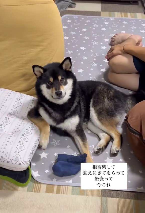 お散歩から帰宅したごまちちゃん