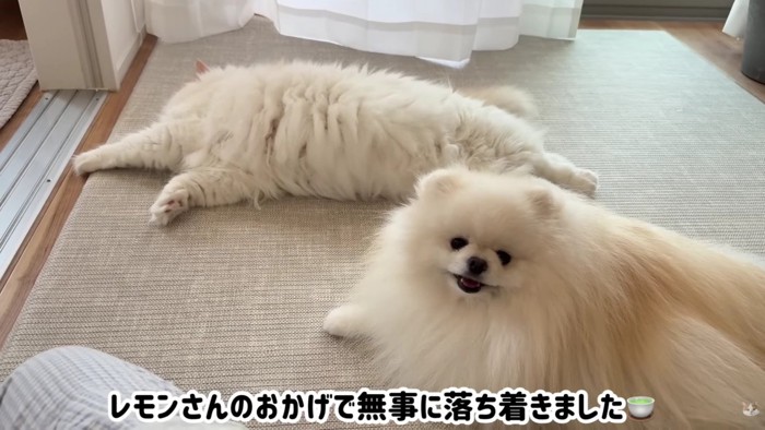 やっと落ち着けたよ♡