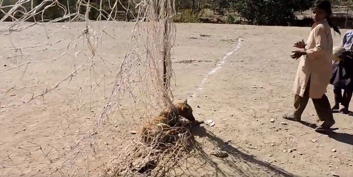 ネットにからまった犬と子供達