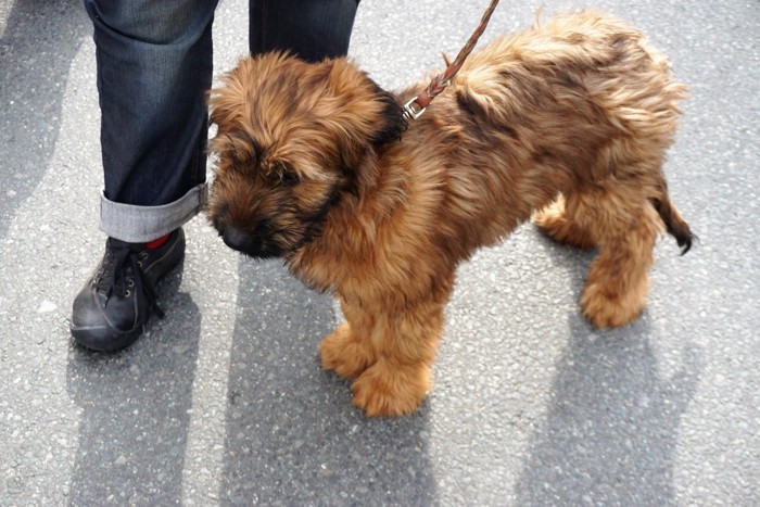 リードを着けて飼い主の足元にいるブリアードの子犬