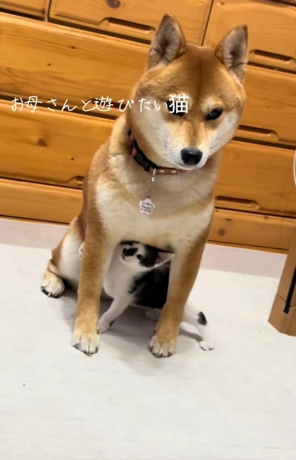 楽しそうなぱんくん