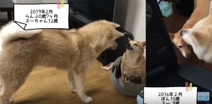 秋田犬とスーちゃん