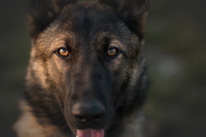 まっすぐ見据える立ち耳の犬