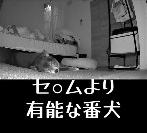 寝返りを打った時のミーシャちゃんの反応