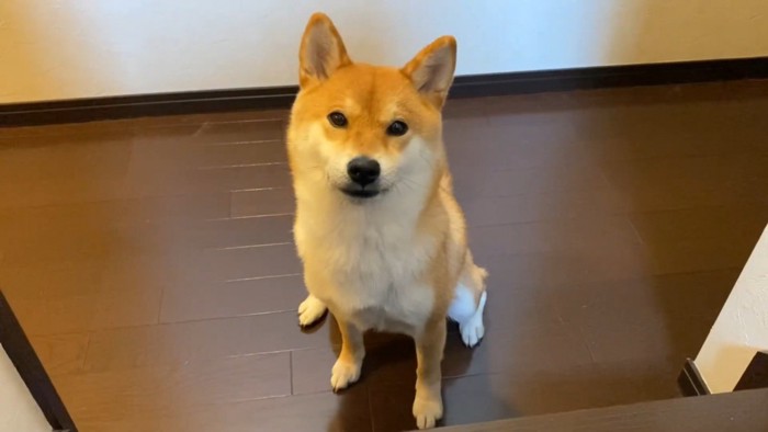健気に待ち続ける姿が愛おしい!
