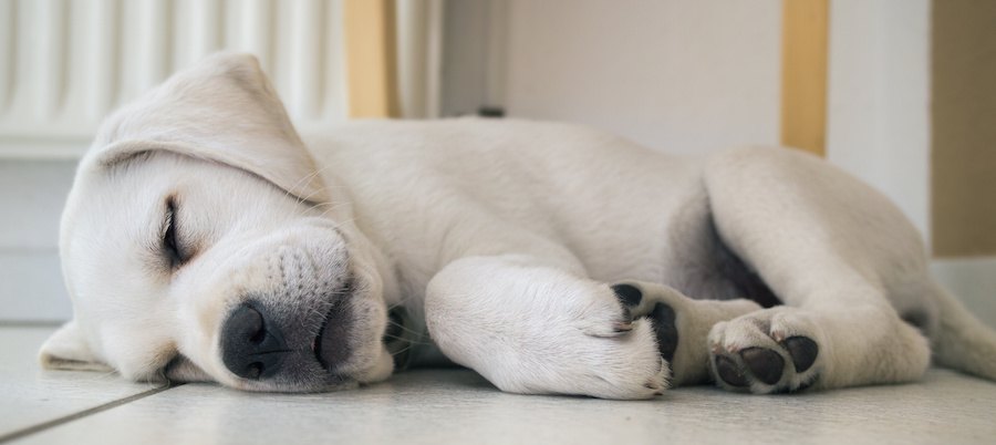 横になって眠っている子犬