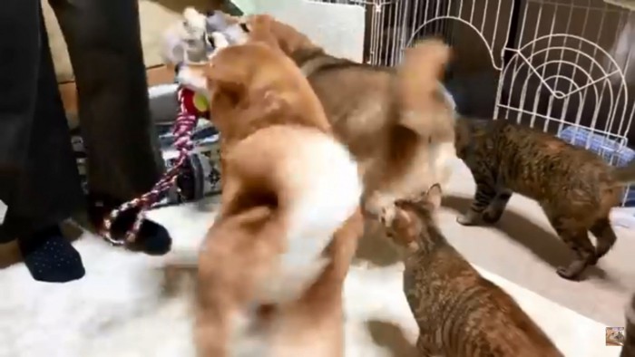 大喜びの犬猫たち