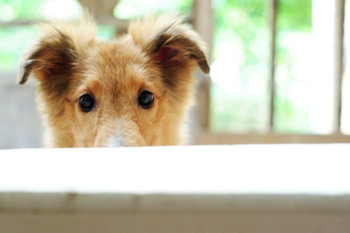 顔半分だけ見える犬