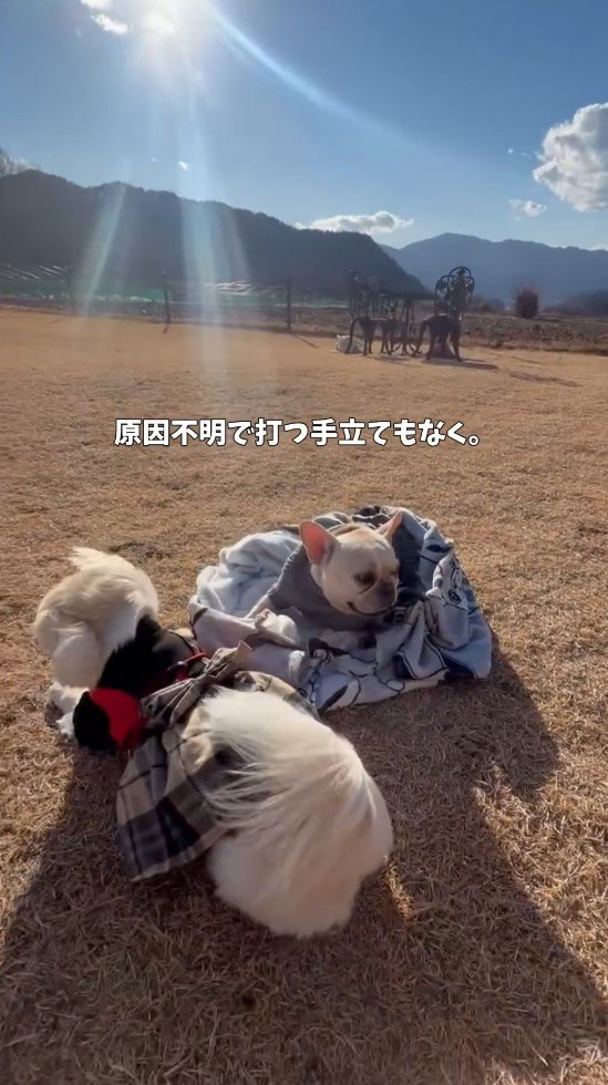布の中に包まれているフレンチブルドッグと、フレンチブルドッグのそばに寄り添う長毛犬