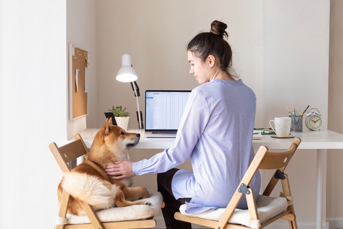 椅子に座る女性と柴犬