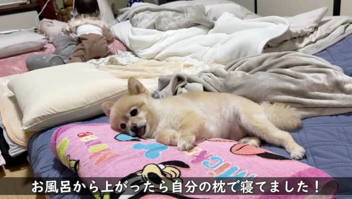 敷かれている布団に横たわる犬