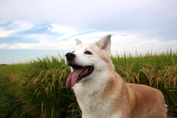 犬と稲穂