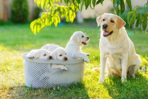 子犬と母犬