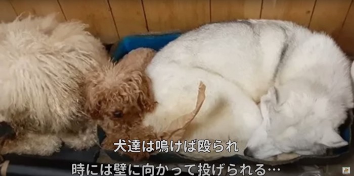 ゴミとともに狭いエリアに押し込められたように集まる大型犬や小型犬